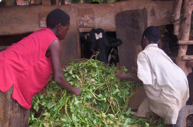 Changing Lives Through Heifers in Rural Uganda