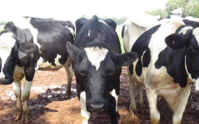 Baraka Farm Helps Revolutionize Dairy Industry in East Africa