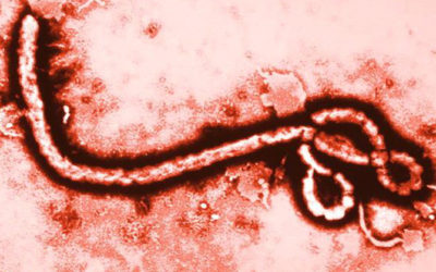 Ebola Virus Outbreak Devastates Sierra Leone
