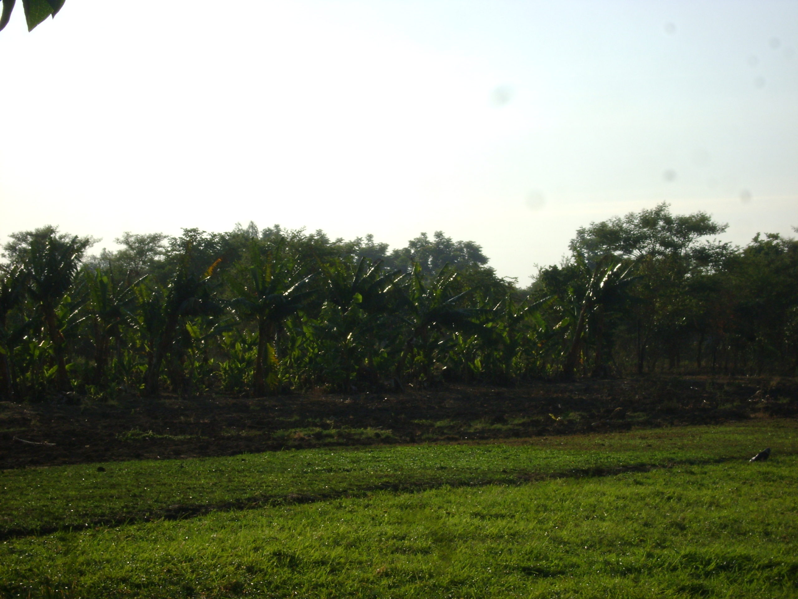 One Dream… From Banana Plantations to Fish Pond… All for the Orphanage