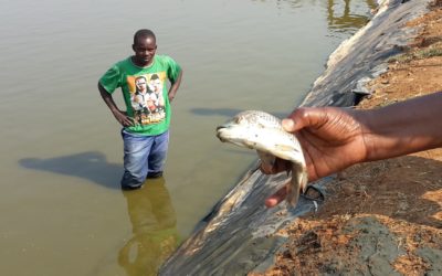 One fish…One fish farm…can make a difference