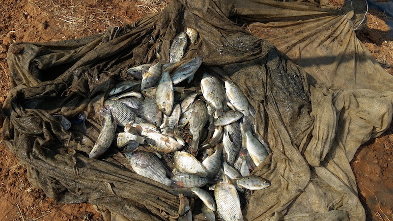 A Bread and Water for Africa® Success Story: Fish Farm in Zambia Conducts its First Harvest