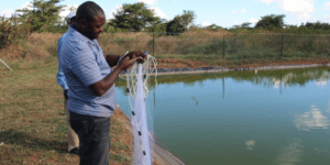Fish Farming