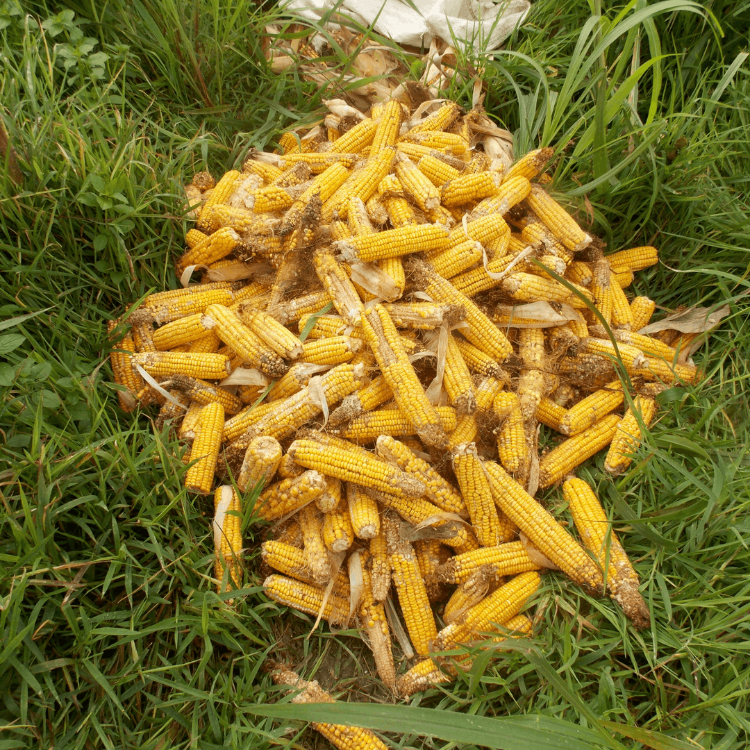 Maize to provide food for children in Kenya