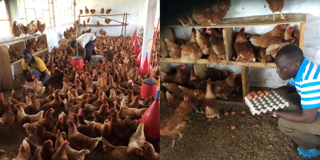 Poultry Farm in Sierra Leone Provides Chicken Meat to Thousands