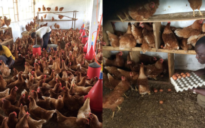Poultry Farm in Sierra Leone Provides Chicken Meat to Thousands