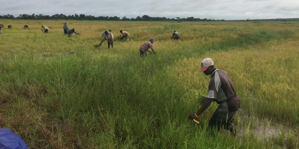 Farmers in Sierra Leone