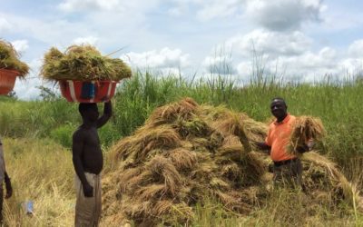 THANK YOU! Our Food Self-sufficiency Program Bears Remarkable Success in Sierra Leone