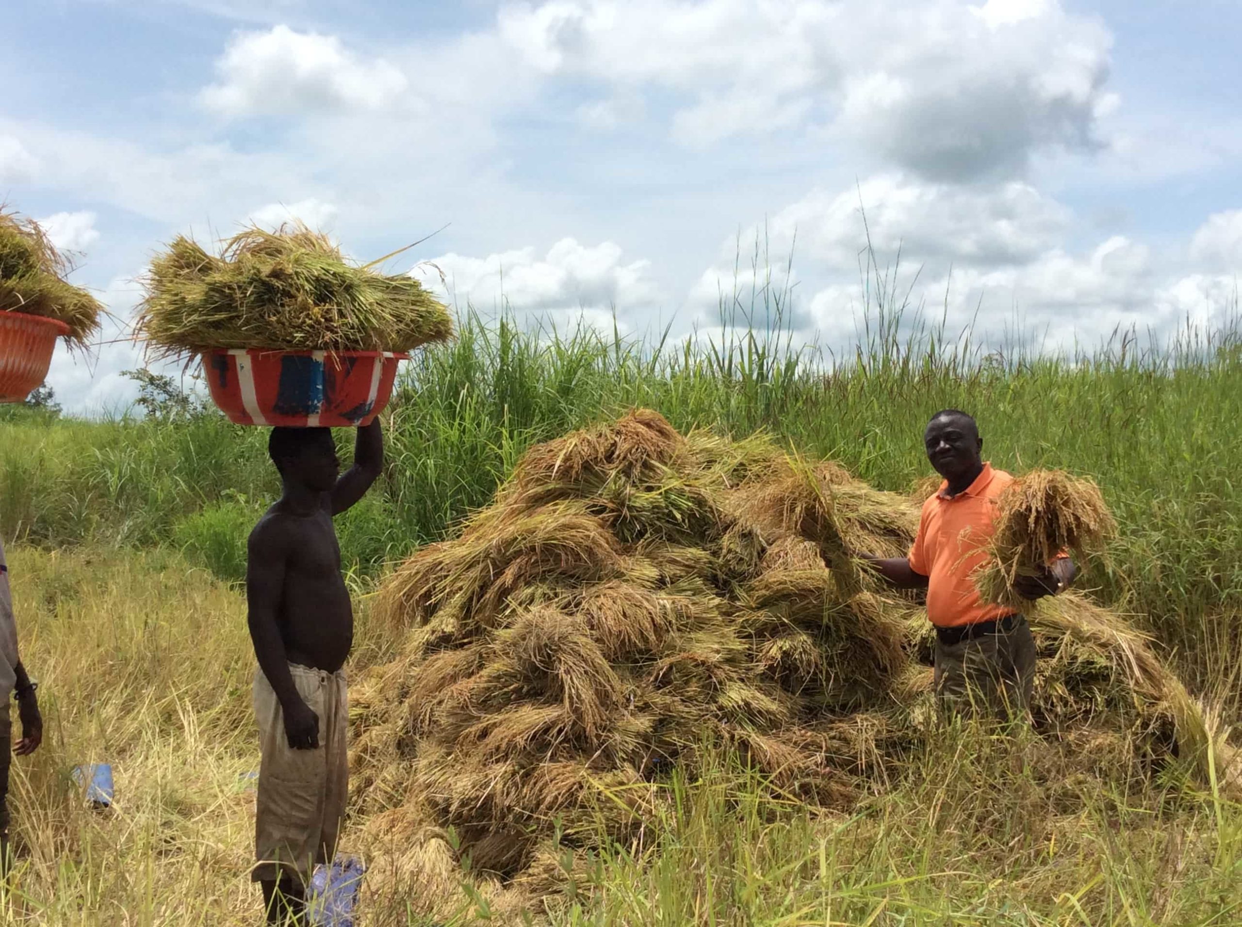 BWA — FHDO Rice_5320 BWA -- FHDO Rice_5320