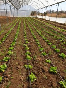 BWA -- Kabwata Agriculture Greenhouse 