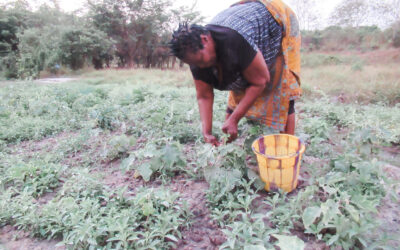 Economic Empowerment for People in Africa: Farms for the Future