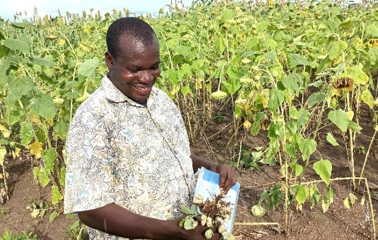 Smiling man in Africa holding freshly harvested groundnuts in a field of sunflowers.