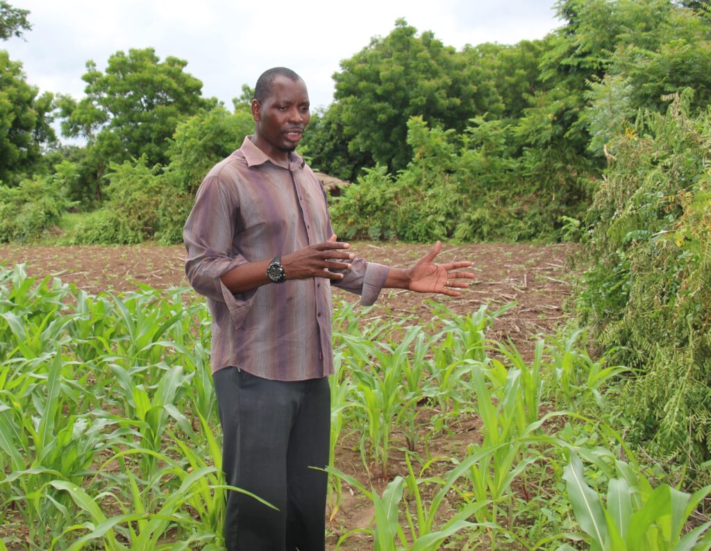 Man in Africa standing in a green maize field explaining crop growth.