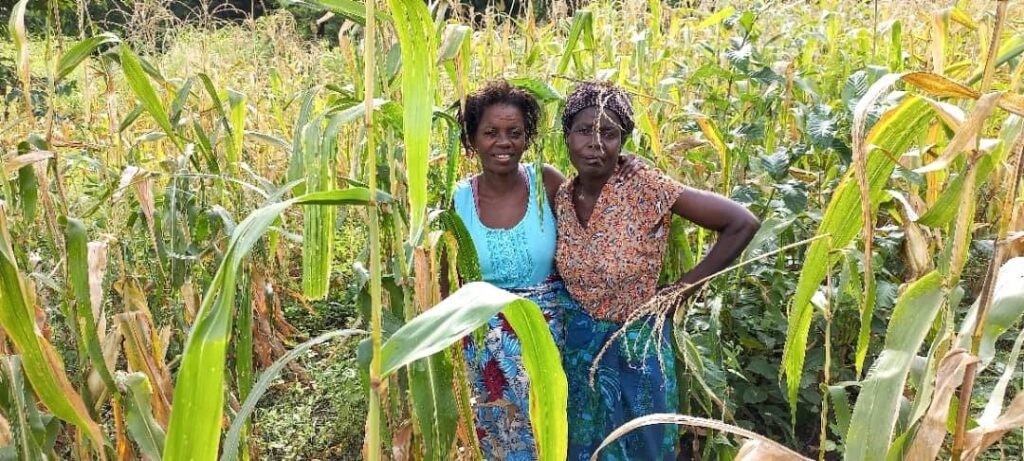 Two women in Africa standing together in a tall maize field.