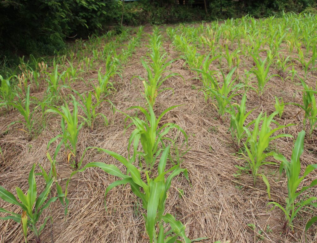 Young maize plants growing in neat rows on a mulched farm field in Africa.