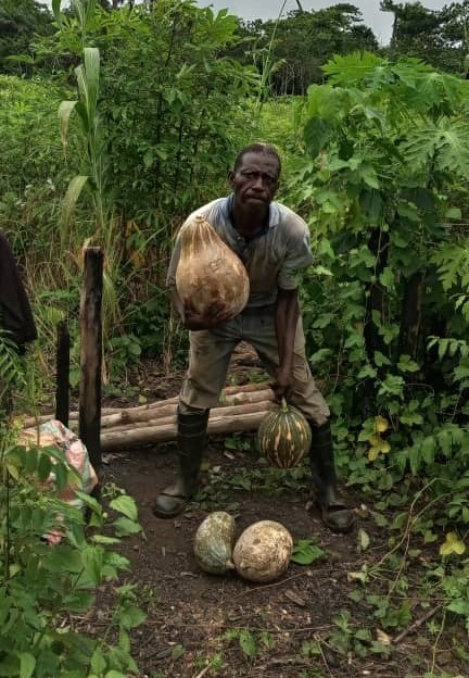 Farmer in Africa standing in a field holding large harvested gourds.