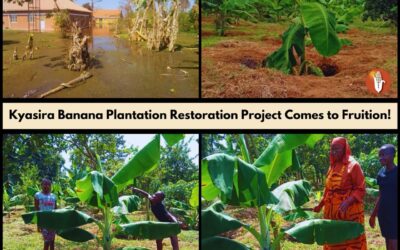 Banana Plantation in Uganda Producing Once Again Following Flooding Thanks to Supporters of Bread and Water for Africa®